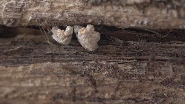 A high-quality macro wide shot capturing the diligent activity of tiny ants as they scurry and navigate through the intricate crevices and textures of a natural wooden surface.
