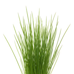 Naklejka premium Close up of tall green grass blades in natural light