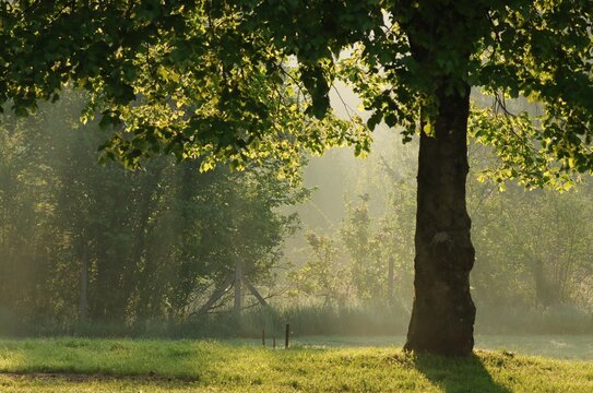 arbres dans la brume