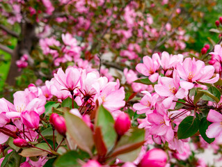 Vibrant pink cherry blossoms densely populate tree branches, creating a stunning display of springtime beauty. Fresh green leaves complement the delicate petals, while unopened flower buds hint at mor © Yarr