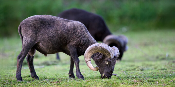 Two powerful black ouessant rams graze peacefully in a lush green field, showcasing their impressive curved horns and sturdy build in a serene natural environment.