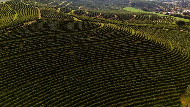 Vista a&eacute;rea de drone de planta&ccedil;&atilde;o de caf&eacute; nas montanhas de Minas Gerais durante o amanhecer com n&eacute;voa.