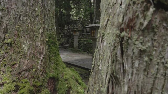Ancient 600-Year-Old Cedar Giant and Pilgrimage Path at Okunoin, Koyasan &ndash; UNESCO World Heritage, Wakayama, Japan世界遺産・高野山奥之院「樹齢約600年の杉の巨木と参詣道」和歌山県高野町