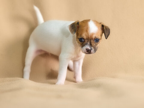 An adorable, tiny puppy with a white body and a brown and white head stands on a soft beige blanket, looking with sweet, curious eyes. Its small size and innocent expression make it incredibly charmin