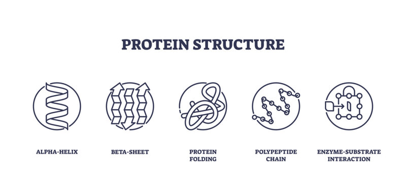Protein structure icons show alpha-helix, beta-sheet, protein folding, transparent background. Outline icons set.