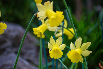 Obraz premium Banner Yellow Daffodils flower blossom botanical garden beautiful petal floral green park. Yellow blooming amazing landscape spring garden. Summer spring blossom Daffodils easter flower garden bloom