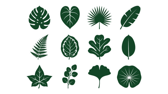 Flat silhouette vector icon set of 12 ornamental leaves  monstera leaf split silhouette  philodendron leaf silhouette  palm leaf fan silhouette  banana leaf silhouette  fern frond silhouette  