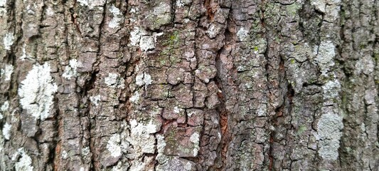 Fototapeta premium Rustic pattern of weathered rough tree bark texture from organic Quercus robur