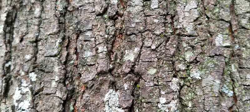 Macro shot of detailed rough brown bark surface on mature Pinus sylvestris trunk