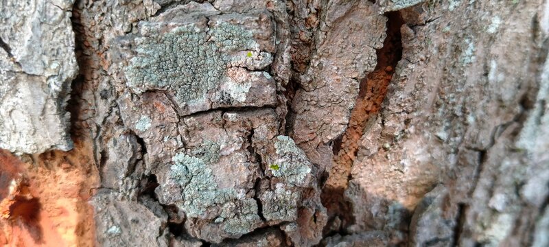 Natural abstract background of cracked rough bark from ancient Quercus robur tree