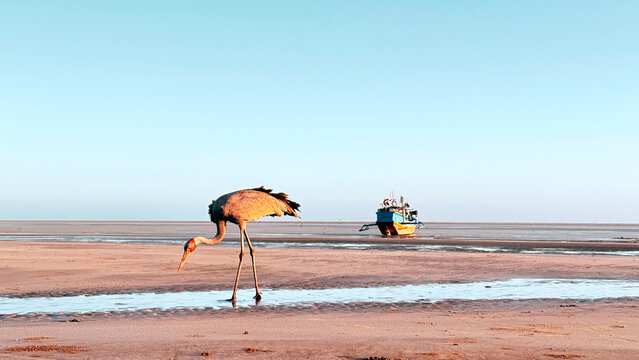 Brolga Crane foraging on a beach with a fishing boat background