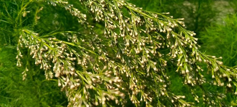 Green Eupatorium capillifolium dogfennel foliage texture growing in wild field under summer sunlight