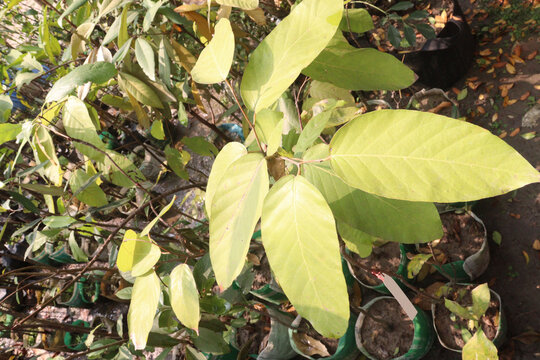 terminalia bellirica tree this is spice farm