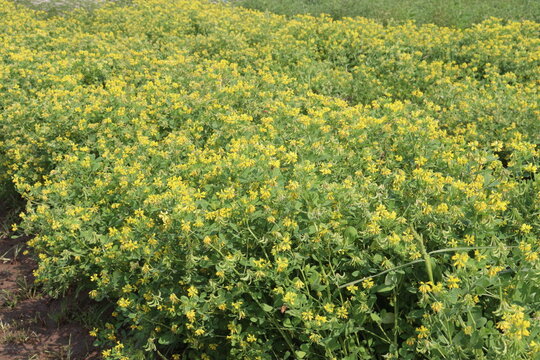 Trigonella corniculata plant with flower on farm