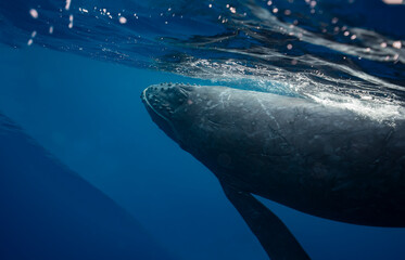 Naklejka premium Humpback whale baby in the deep blue waters of Okinawa ,Japan