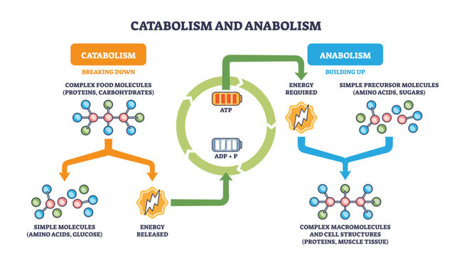Metabolic catabolism anabolism cycle shows breakdown and buildup with ATP-ADP energy flow, key elements are molecules, arrows, and ATP battery icons, transparent background.