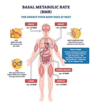 Basal metabolic rate BMR explained, human body infographic shows energy use at rest by brain, heart, and muscles, summarizing organ contributions and factors like age and sex, transparent background.
