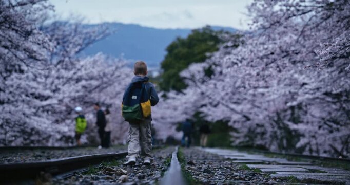 Boy with backpack walking alone on rail with surrounding cherry blossoms trees - low shot