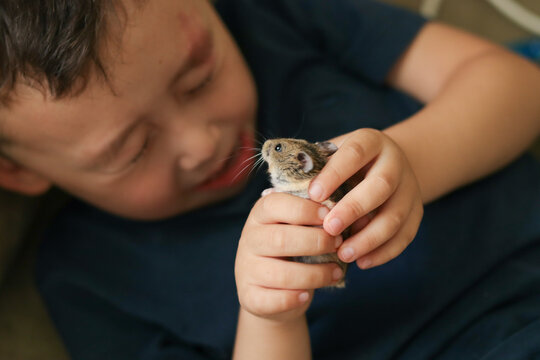 Little child boy holds a hamster in his hands. Hands of a child with a little hamster. Boy is scared, his eyes closed. Selective focus. 