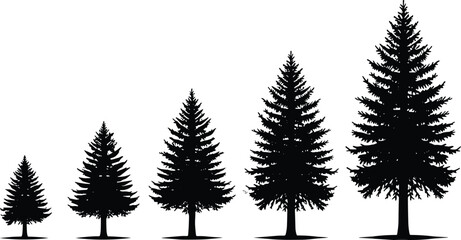 Fototapeta premium Black Silhouette Illustration of Evergreen Trees in Progressive Growth Sequence Representing Natural Development, Scaling and Maturity Stages
