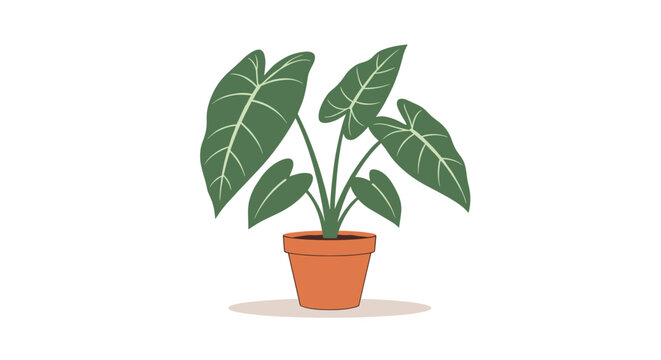 Lush green houseplant with large elephant ear leaves growing in a simple terracotta pot against a clean white background for interior decoration.