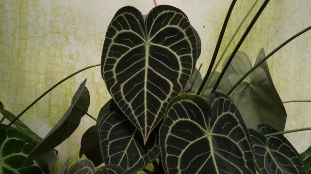 camera slowly moving in showing close up view of Anthurium clarinervium leaves, showing its beautiful dark green velvet with bright veins, white background getting moss overtime, 4k, indoor garden, tr