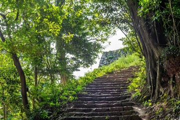 Obraz premium 米子市米子城跡の登城道に佇む新緑の木々と歴史ある石段/Fresh Green Trees and Historic Stone Steps Along the Approach to Yonago Castle Ruins in Yonago City