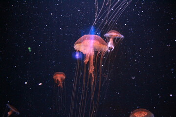 Translucent jellyfish swimming in dark ocean water. Marine life photography. © Karyna