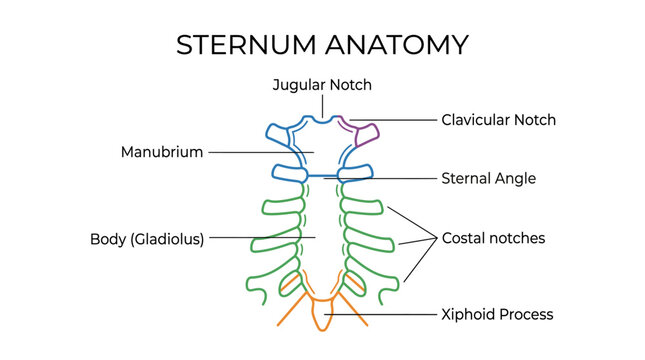 Detailed diagram illustrating the anatomy of the human sternum with labeled parts like manubrium, body, and xiphoid process.