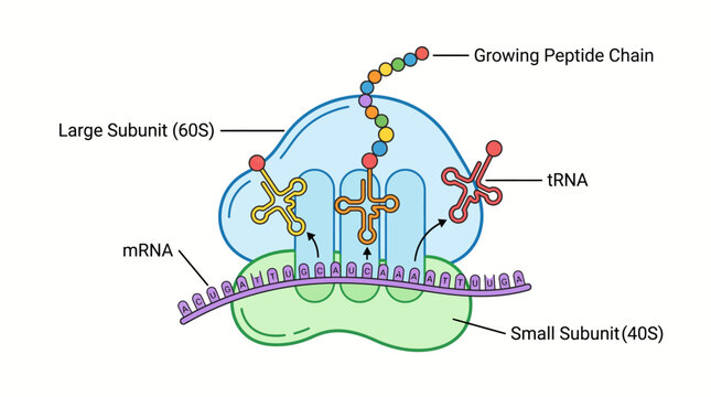 Illustration of protein synthesis showing a ribosome translating messenger RNA into a growing polypeptide chain with tRNA molecules delivering amino acids.