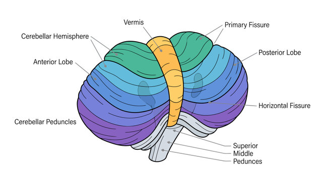 Anatomical diagram of the human cerebellum showing its lobes, fissures, and peduncles with detailed labels for educational purposes.