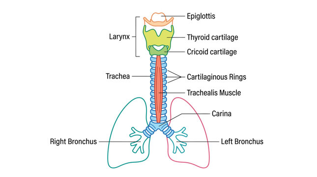 Anatomical illustration of the human respiratory system showing the trachea and bronchi.