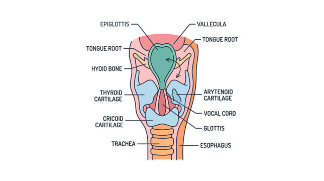 Detailed anatomical diagram of the human larynx and pharynx showing vocal cords and surrounding structures.