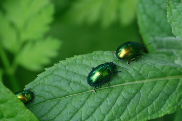 Mint leaf beetle or green mint beetle. Chrysolina herbacea © Hseyin