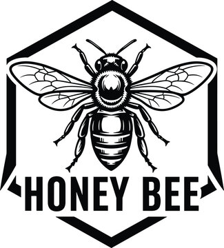 Vintage honey bee illustration in black and white, detailed insect vector design, retro emblem style, natural pollinator concept, beekeeping symbol, hexagon logo art