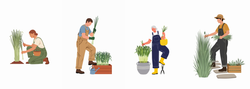 Set of diverse people harvesting lemongrass or tall herbs in a garden, isolated on white background, flat vector illustration.