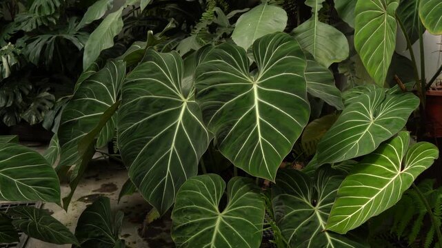 close up view Philodendron gloriosum leaves inside a tropical garden, green velvet leaves with bright white veins, 4k footage, camera moves slowly, heart leave indoor plants, nature vibe	
