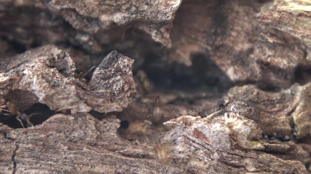 A detailed macro wide shot capturing a colony of tiny ants moving busily and navigating through narrow cracks in weathered wood. The steady camera captures the natural, industrious behavior of the ins