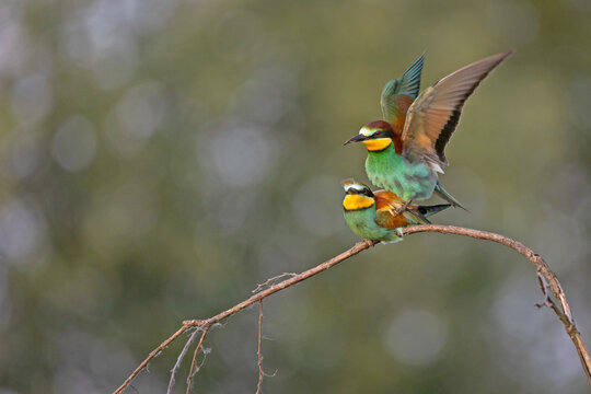 An incredible wildlife action portrait of a pair of European bee-eaters (Merops apiaster) during their mating ritual. 