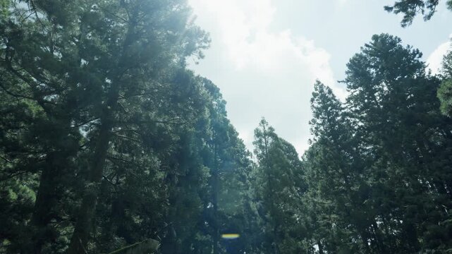 Ancient 600-Year-Old Cedar Tree at Okunoin, Koyasan &ndash; UNESCO World Heritage, Wakayama, Japan 世界遺産・高野山奥之院「樹齢約600年の杉の木」和歌山県高野町