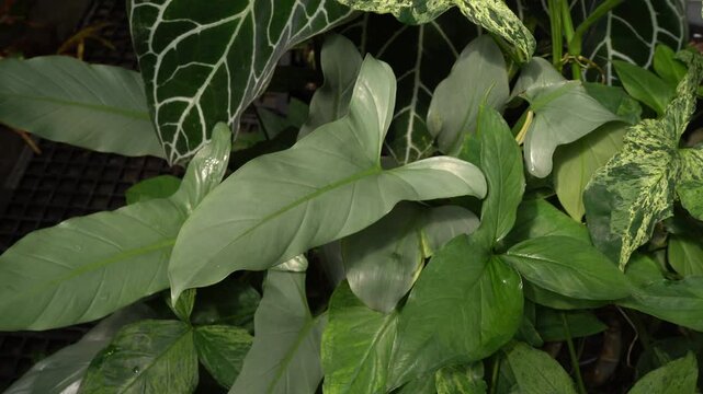 tropical scenes, close up view, philodendron; anthurium and begonia leaves thriving together, 4k footages, camera slowly moves