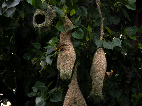 Baya Weaver