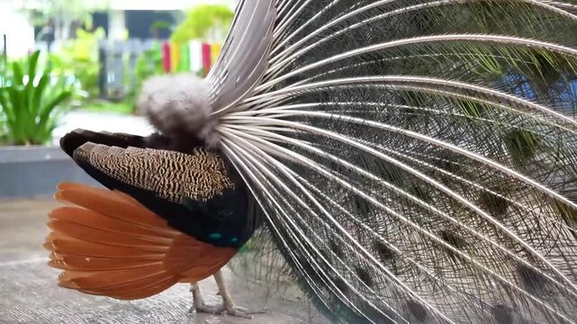 peacock fluff feathers, back portrait of indian peafowl during mating dance, blue peacock moving wings feathers during peacock dance, wildlife bird behaviour footage with bird sound