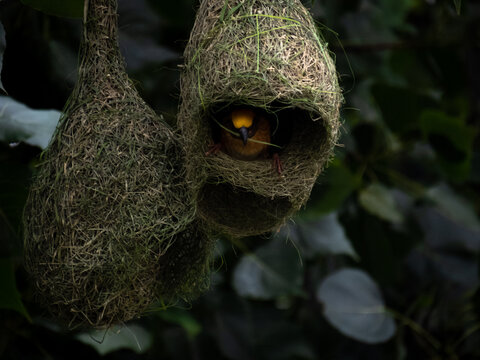 Baya Weaver