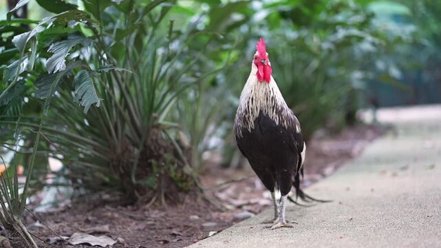 black and red rooster walking with bird sound in background, japanase breed chicken in the park, free range chicken behaviour footage