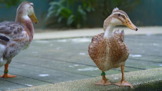 thirsty duck drinking from the pond, indian runner duck drinking water in the park, wild duck routine in the afternoon