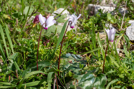 Wild pink cyclamen cyprium flowers blooming on green grass meadow during early spring awakening in February. Tender Mediterranean flora among rocks. Akamas peninsula, Cyprus.