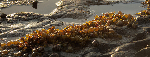 Golden seaweed clings to wet sand © WendlerCanning Photo