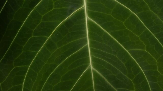 close up shot of Anthurium leaves, asian made, tropical plants, indoor rare plant with velvet dark green shade and big bright white veins along the leaf, camera slowly pan, extreme closeup view
