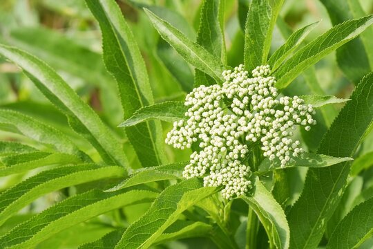 Closeup on an emerging flower of the Dwarf elder, Sambucus ebulus in North Bulgaria
